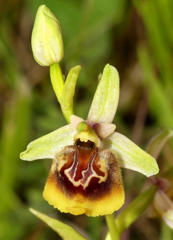 Ophrys lacaitae tra introgressioni e forme ibride  Molise 2023.